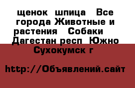 щенок  шпица - Все города Животные и растения » Собаки   . Дагестан респ.,Южно-Сухокумск г.